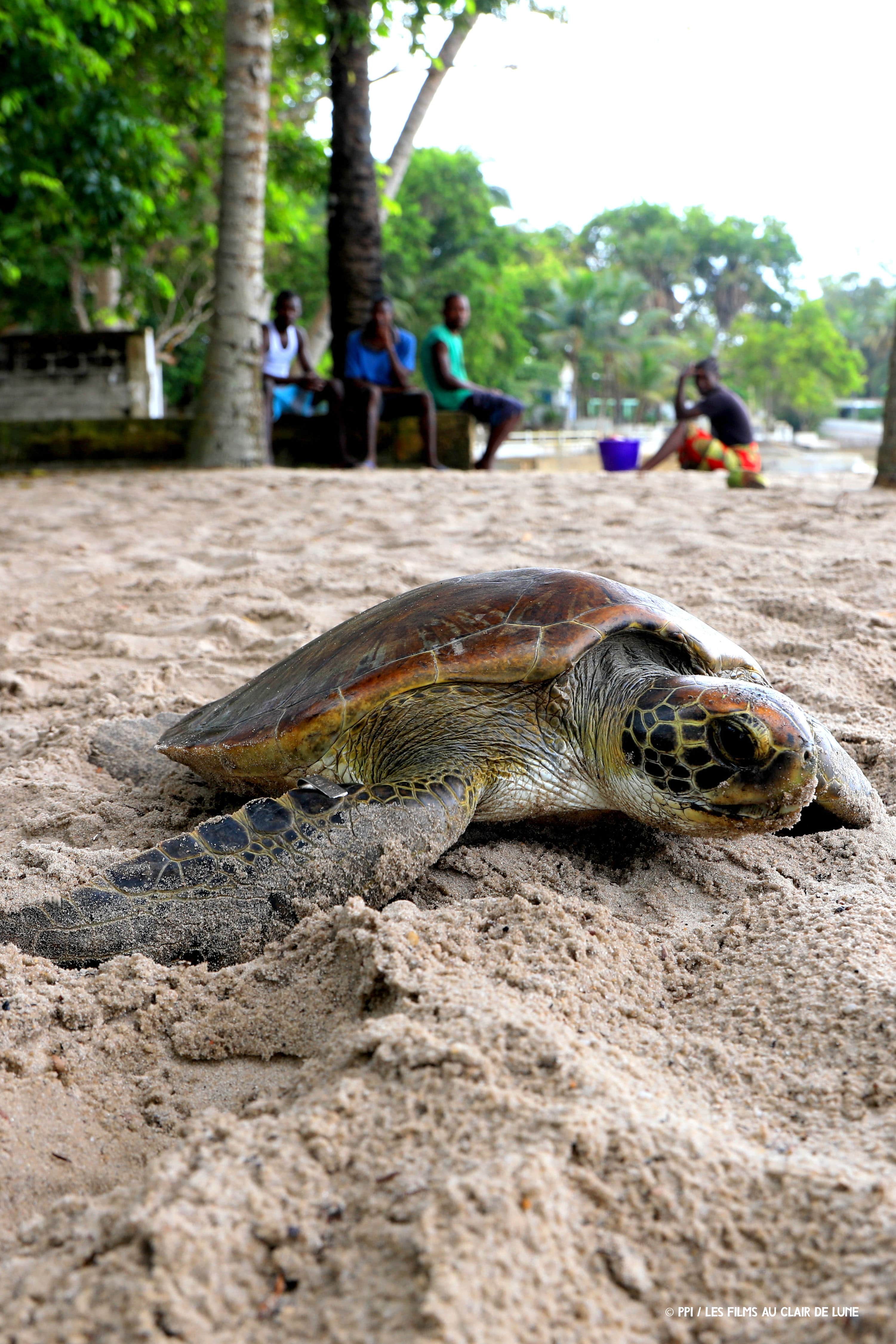 Observation tortues